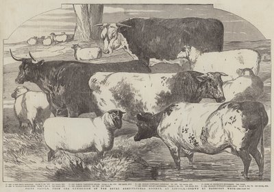 リンカーンでの王立農業協会の展覧会からの賞の牛 作： Harrison William Weir
